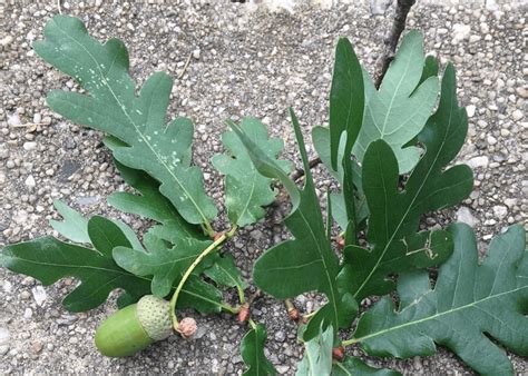 Common Types of Oak Trees (With Bark Photos for Identification)