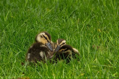 Mallard Ducklings by linneaphoto on DeviantArt