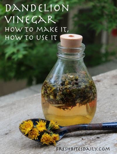 A Springy Dandelion Vinegar Infusion: How to Make It, How to Use It ...