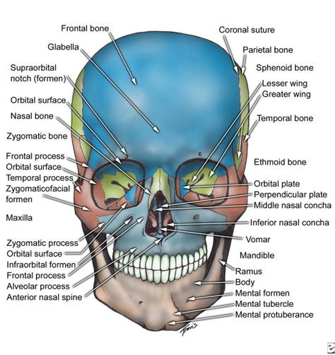 Figure 2 Skull Inferior View | Facial bones, Dental anatomy, Human anatomy and physiology