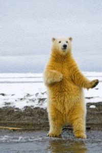 Bear Animated GIF