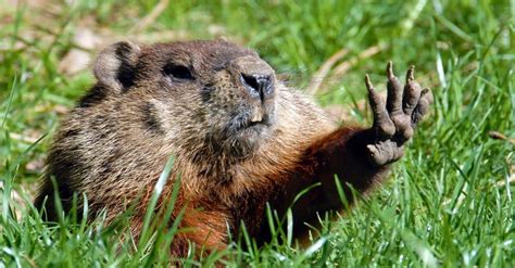 Groundhog Poop: Everything You've Ever Wanted to Know - A-Z Animals