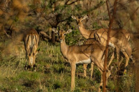 Impala stock photo. Image of impala, mammal, africa, feeding - 30961556