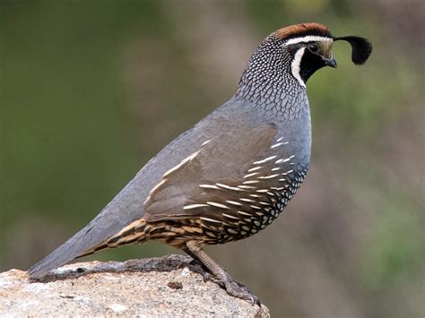 California Quail - eBird