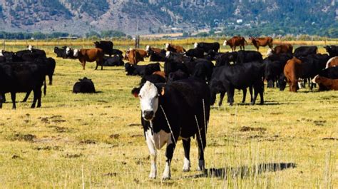 10 Things to Know Before Investing in a Cattle Ranch - Small Business Trends