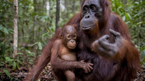 Orangutan Facts - Orangutan Foundation International Australia