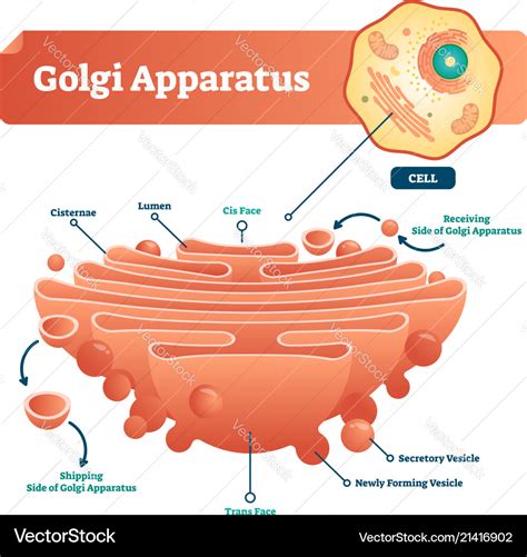 Golgi Apparatus Labelled Diagram