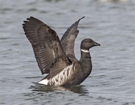 Pictures and information on Brant Goose