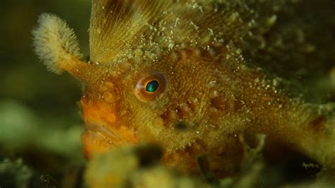 Red Handfish | Great Southern Reef