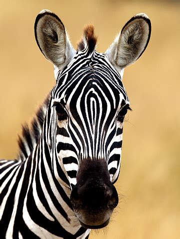 Close Up Of A Zebra Head Stock Photo - Download Image Now - iStock