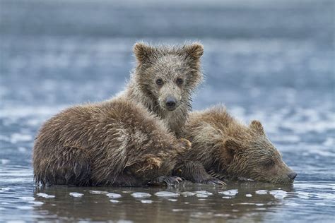 Alaskan brown bear cubs - Three brown bear cubs trying to sleep on a coastal mud flat as the ...