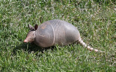 Armadillos Give Evolution Big Problems « Creation Science Association ...