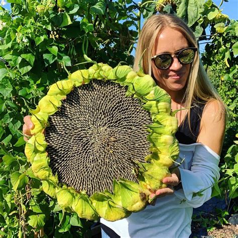 Lucy Hutchings on Instagram: “I’ve harvested my first Mongolian Giant ...