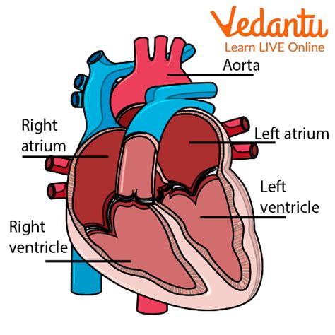 Heart Facts for Kids - Learn Definition, Facts & Examples