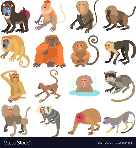 Monkey types – Artofit