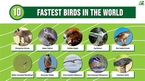 The Top 10 Fastest Birds In The World - AZ Animals