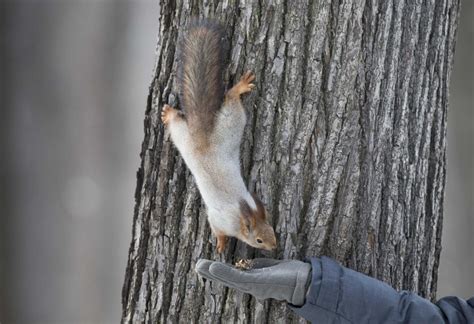 The squirrels of Moscow's parks