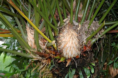 Pitogo (Cycas curranii) - a photo on Flickriver