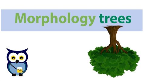 Morphology trees - YouTube