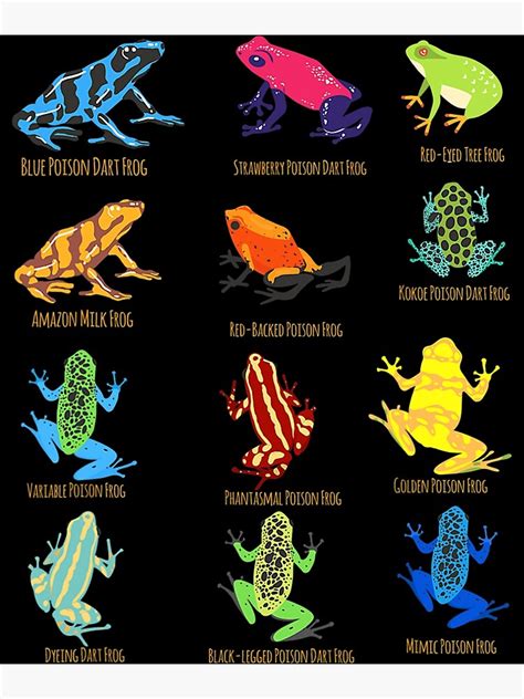 "dart Frogs identification chart for Frog Lovers" Poster for Sale by distinctmeasure | Redbubble