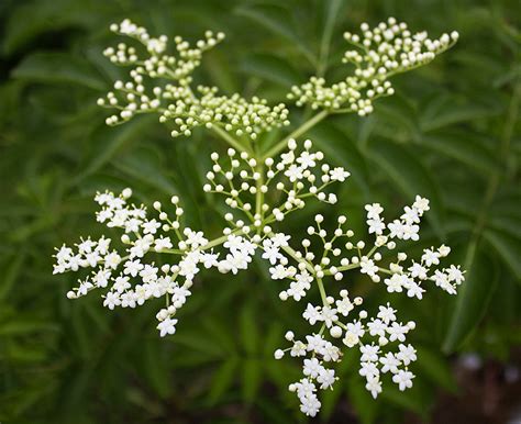 Rurification: Elderberry Flowers