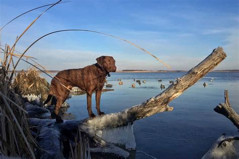 Chesapeake Bay Retriever: Hunting Dog Breed Profile - Wildfowl