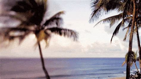 palm trees the beach gif | WiffleGif