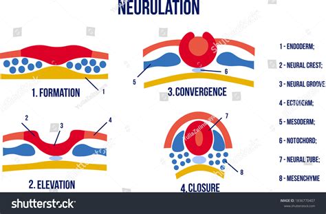 Vektor Stok Stages Neurulation Neural Tube Formation Vector (Tanpa ...