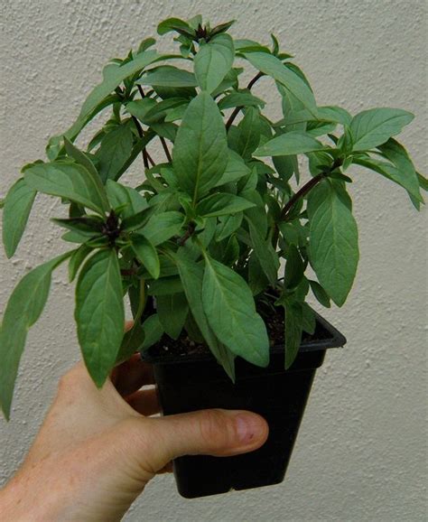 THAI BASIL* 100 SEEDS* GOURMET * CULINARY * | eBay