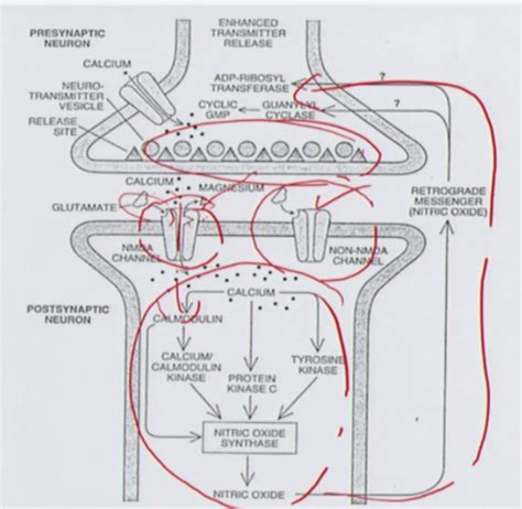 Computational neuroscience - Hebbian learning algorithm Flashcards ...