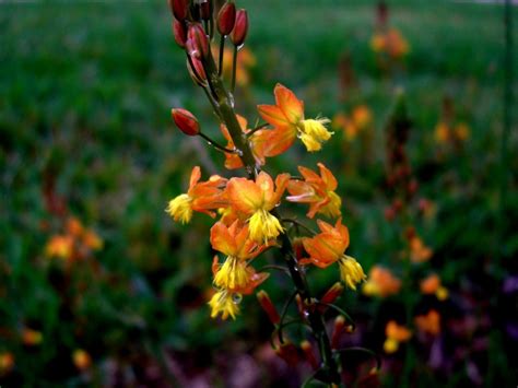 Bulbine Care - Tips For Growing Bulbine Flowers