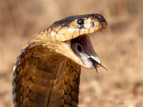 Snouted Cobra (Naja annulifera) from Limpopo, South Africa. Dangerously ...