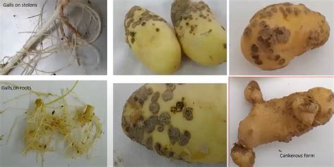 Powdery Scab: Integrated Disease Management for Reducing Risk - World Potato Congress