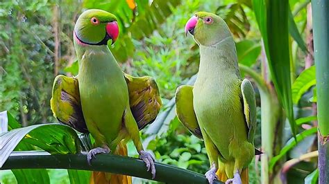 Parrot Talking Mithu Mithu - YouTube