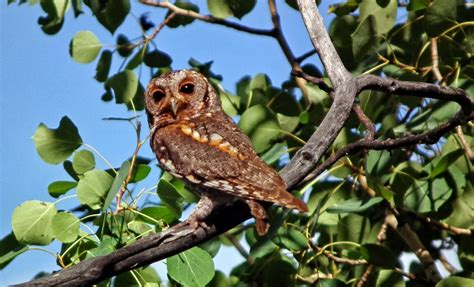 Baby owls are the best!