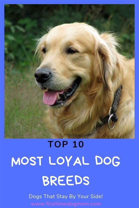 Find out which dog breeds are the most loyal. Did your favourite breed make the top 10 list ...