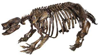 Nothrotheriops shastensis | Ground sloth, Sloth, Giant sloth