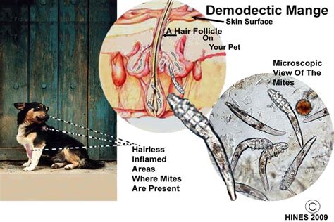 What is Mange? – Bayside Mobile Vet