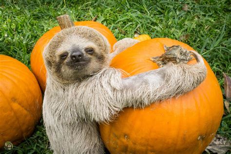 Happy Halloween from Toucan Rescue Ranch and your favorite pumpkin patch babies! Autumn Animals ...