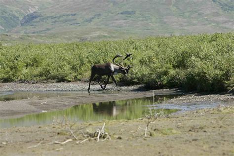 Free picture: deer, lake, drinking, water