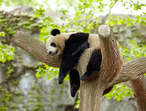 Sleeping giant panda baby — Stock Photo © silverjohn #12178072