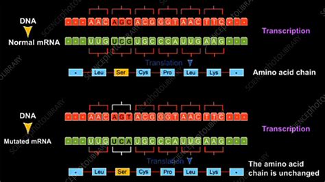 Silent mutation, animation - Stock Video Clip - K003/7589 - Science Photo Library