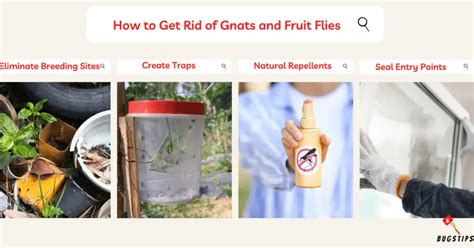 Gnats vs Fruit Flies | Spotting the Difference - BugsTips