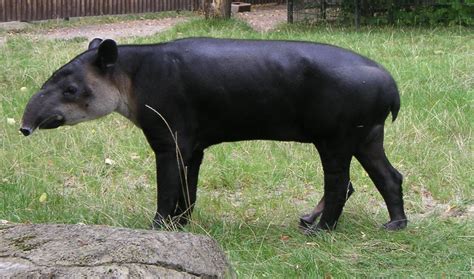 Tapir | Animal Wildlife