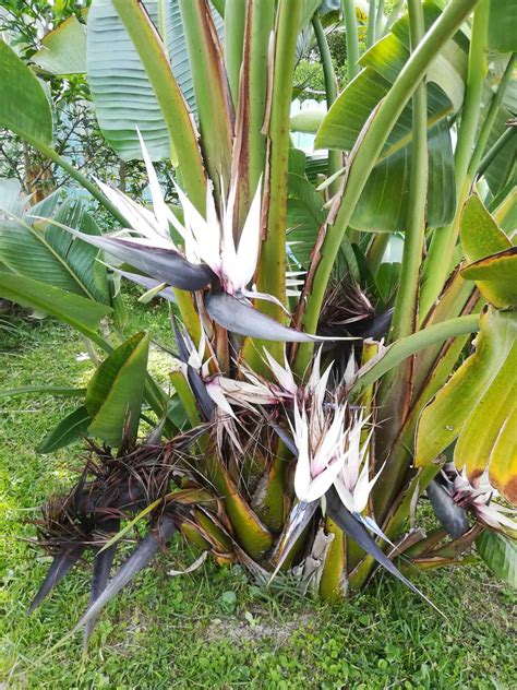 White Bird of Paradise: Best Grow & Care Guide - Plants Craze