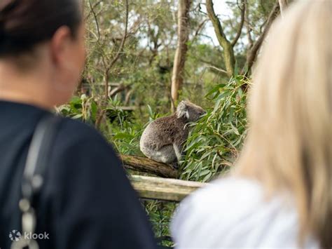 Koala Conservation Reserve Tickets in Phillip Island - Klook Australia