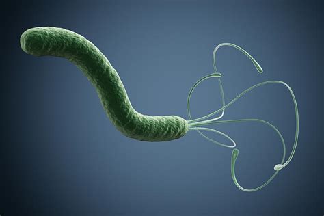 CAS Physicists Uncover Swimming Secrets of H. pylori | The Brink | Boston University