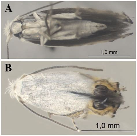 SciELO - Brasil - The coffee leaf miner, Leucoptera coffeella ...