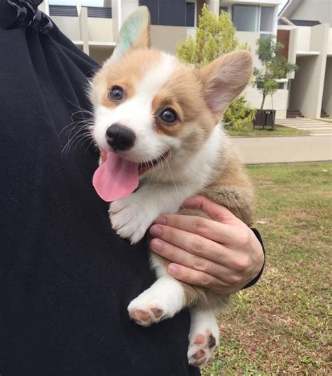 Pembroke Welsh Corgi Puppies For Sale | Los Angeles, CA #255023