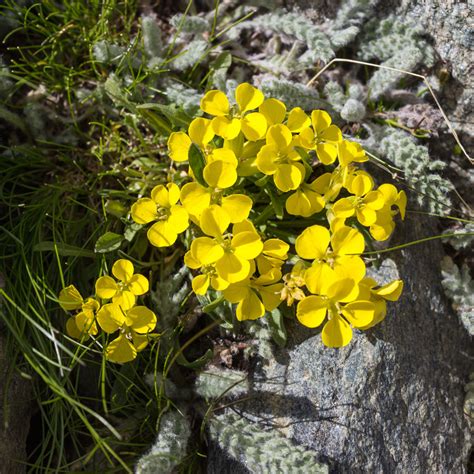 Erysimum helveticum - Erysimum pumilum - Cheiranthus - Wallflower - New ...